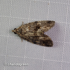 Protodeltote distinguenda