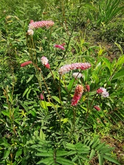 Sanguisorba tenuifolia