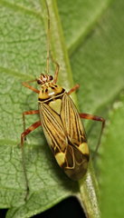 Rhabdomiris striatellus