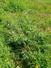 Sanguisorba tenuifolia