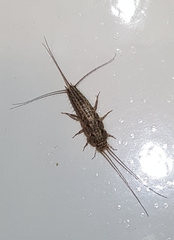 Ctenolepisma lineatum