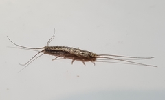 Ctenolepisma lineatum