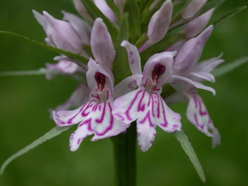 Marsh orchids