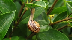 Cepaea nemoralis