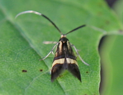 Nemophora degeerella