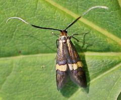 Nemophora degeerella