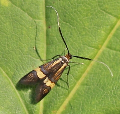 Nemophora degeerella