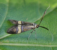 Nemophora degeerella