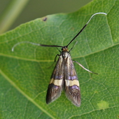 Nemophora degeerella