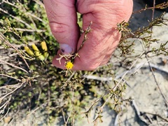 Marasmodes trifida