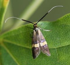 Nemophora degeerella