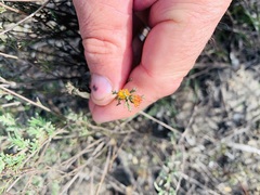 Marasmodes trifida