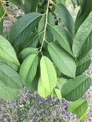 Prunus