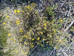 Marasmodes trifida