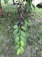 Prunus