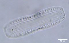 Nitzschia epithemoides