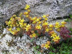 Sedum annuum