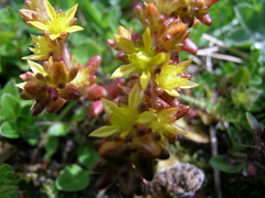 Sedum annuum