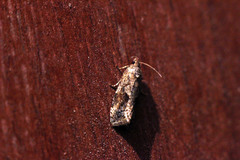 Endothenia quadrimaculana