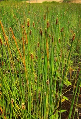 Eleocharis kamtschatica