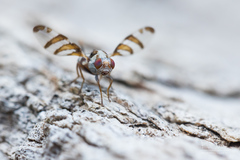 Myennis octopunctata