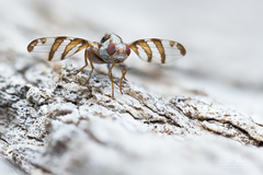 Myennis octopunctata