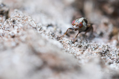 Myennis octopunctata