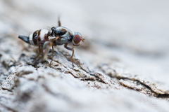 Myennis octopunctata