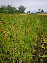 Eleocharis kamtschatica