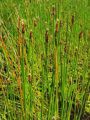 Eleocharis kamtschatica