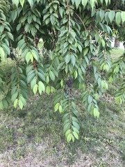 Prunus