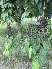 Prunus