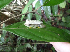 Hyperolius chlorosteus