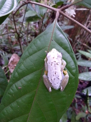 Hyperolius chlorosteus