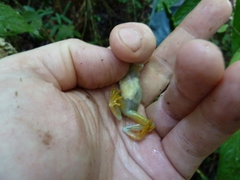 Hyperolius chlorosteus