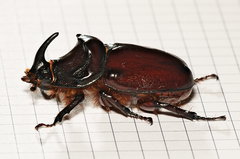 Oryctes nasicornis