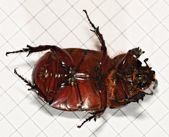 Oryctes nasicornis