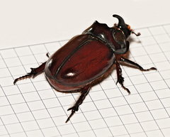 Oryctes nasicornis
