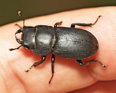 Dorcus parallelipipedus