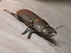 Dorcus parallelipipedus