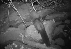 Bdeogale crassicauda