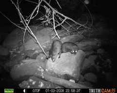 Bdeogale crassicauda