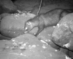 Bdeogale crassicauda