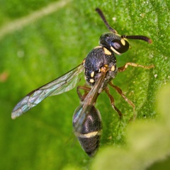 Paraleptomenes miniatus