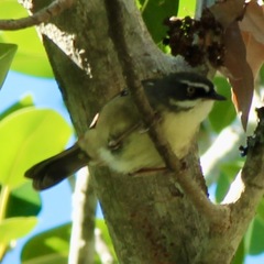 Sericornis frontalis laevigaster