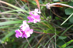 Arabis blepharophylla