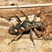 Two-banded Longhorn Beetle - Photo (c) portioid, some rights reserved (CC BY-SA), uploaded by portioid