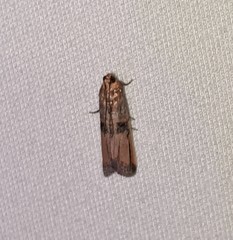Dasypyga alternosquamella