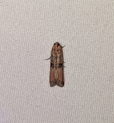Dasypyga alternosquamella