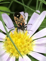 Lygaeus hanseni